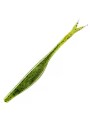 Watermelon Seed