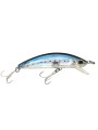 Sardine Sardine